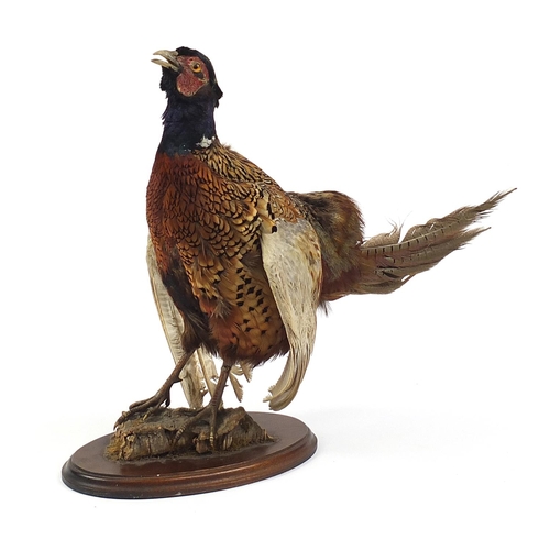 661 - Taxidermy pheasant raised on a wooden plinth base, 47cm high