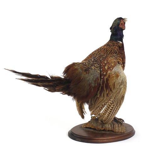 661 - Taxidermy pheasant raised on a wooden plinth base, 47cm high