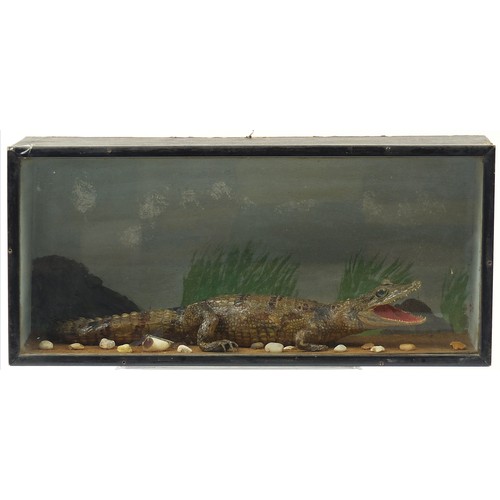 660 - Taxidermy alligator and dragonfly housed in an ebonised glazed display case, 27cm H x 58.5cm W x 19.... 