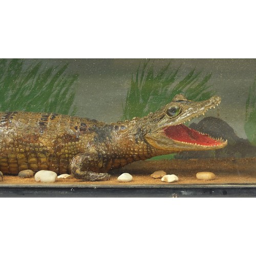 660 - Taxidermy alligator and dragonfly housed in an ebonised glazed display case, 27cm H x 58.5cm W x 19.... 
