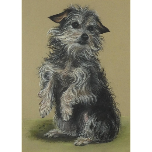 558 - Portrait of a Terrier, pastel, indistinctly monogrammed and dated, possibly J B, 1989, mounted, fram... 
