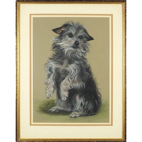 558 - Portrait of a Terrier, pastel, indistinctly monogrammed and dated, possibly J B, 1989, mounted, fram... 