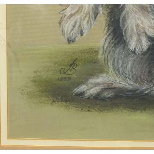 558 - Portrait of a Terrier, pastel, indistinctly monogrammed and dated, possibly J B, 1989, mounted, fram... 