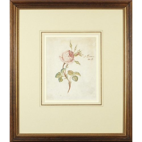 559 - J Evans - Still life roses, pair of antique botanical interest watercolours, each inscribed in ink, ... 