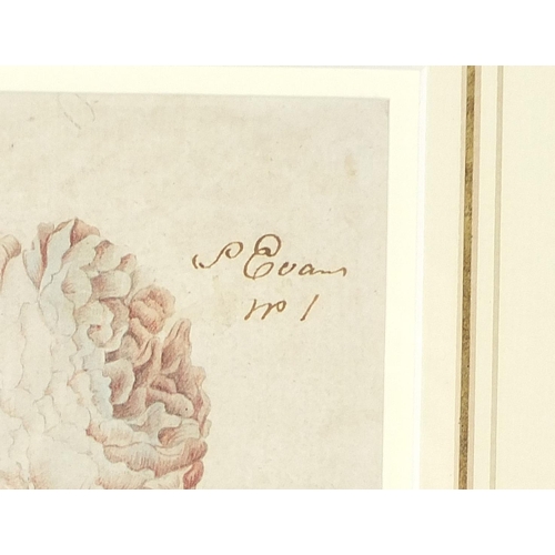 559 - J Evans - Still life roses, pair of antique botanical interest watercolours, each inscribed in ink, ... 