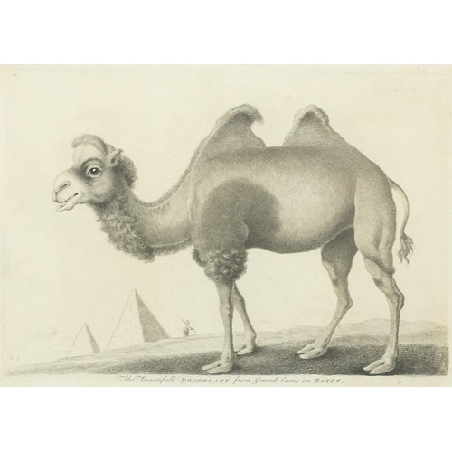 1371 - The Beautiful Dromedary from Grand Cairo in Egypt and Rhinoceros, two prints, mounted, framed and gl... 