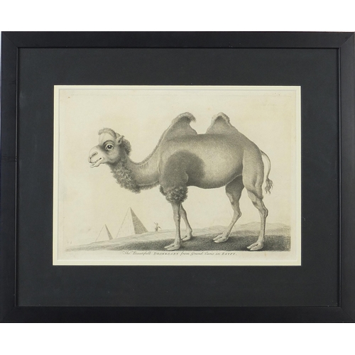 1371 - The Beautiful Dromedary from Grand Cairo in Egypt and Rhinoceros, two prints, mounted, framed and gl... 