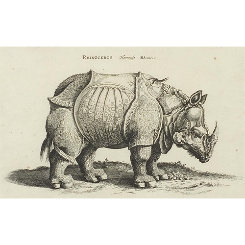 1371 - The Beautiful Dromedary from Grand Cairo in Egypt and Rhinoceros, two prints, mounted, framed and gl... 