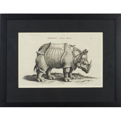 1371 - The Beautiful Dromedary from Grand Cairo in Egypt and Rhinoceros, two prints, mounted, framed and gl... 