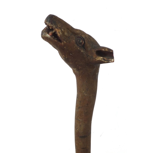 1873 - Naturalistic wooden walking stick with carved hyena's head pommel having teeth and painted eyes, 90c... 