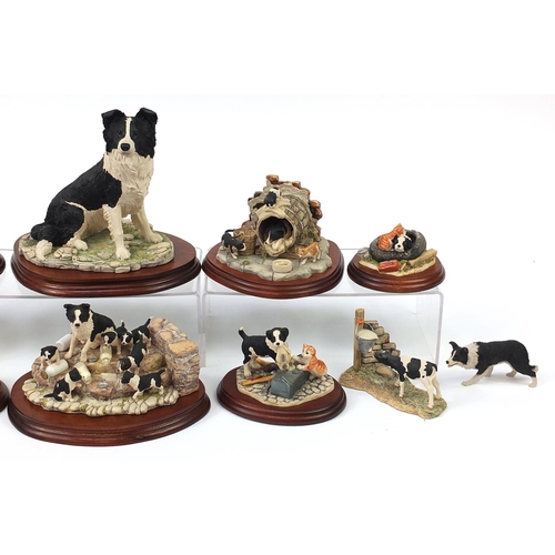 514 - Border Fine Arts model Border Collies, predominantly on stands including A Long Day Ahead and Helpin... 