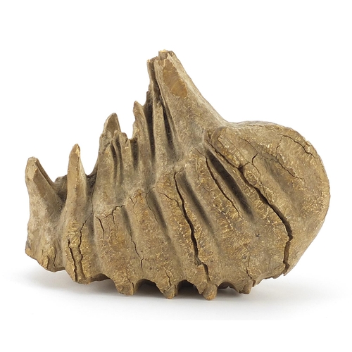 265 - Taxidermy interest fossilised woolly mammoth's tooth, 19.5cm wide