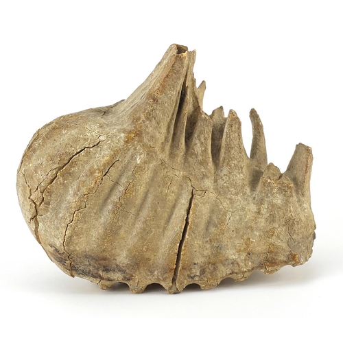 265 - Taxidermy interest fossilised woolly mammoth's tooth, 19.5cm wide