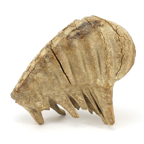 265 - Taxidermy interest fossilised woolly mammoth's tooth, 19.5cm wide