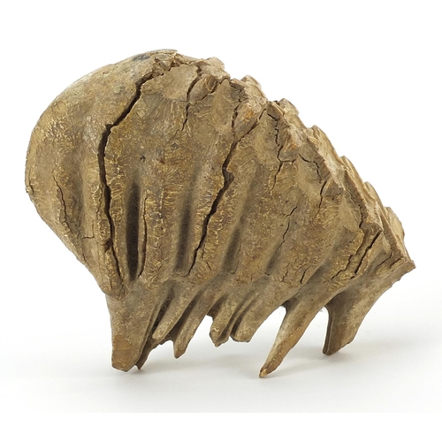 265 - Taxidermy interest fossilised woolly mammoth's tooth, 19.5cm wide