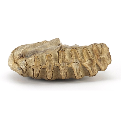 265 - Taxidermy interest fossilised woolly mammoth's tooth, 19.5cm wide