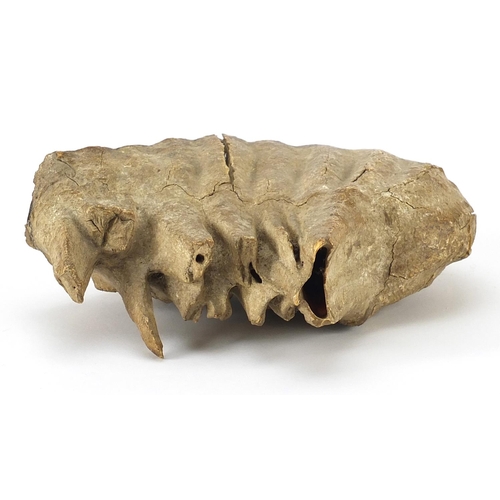 265 - Taxidermy interest fossilised woolly mammoth's tooth, 19.5cm wide