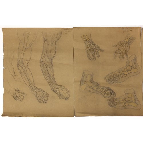 1496 - Figural studies including hands and female, three early 20th century pencil on papers, each signed A... 