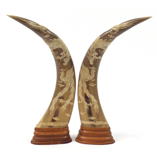 1742 - Large pair of Chinese buffalo horns carved with dragons, each 51.5cm high