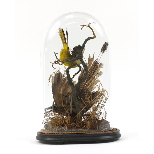 218 - Victorian taxidermy display of a green jay and one other bird housed in a glass dome with ebonised s... 