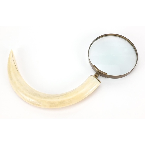 511 - Boar's tusk magnifying glass with brass mounts, 32cm in length