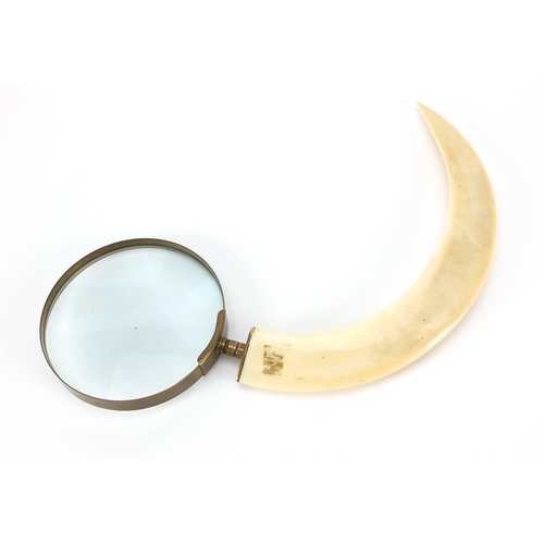 511 - Boar's tusk magnifying glass with brass mounts, 32cm in length