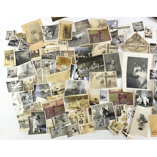 531 - Collection of dog show related ephemera including a large collection of dog show prize labels includ... 