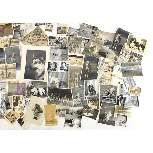 531 - Collection of dog show related ephemera including a large collection of dog show prize labels includ... 