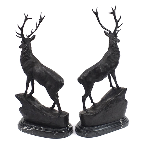 956 - Pair of large patinated bronze stags raised on oval marble stepped bases, each 74cm high