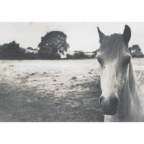 17 - New Forest pony and field, black and white ink signed photograph, mounted and framed, 36cm x 28cm ex... 