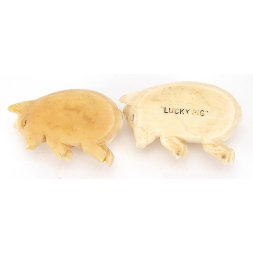 14 - Two 19th century carved ivory lucky pigs, each 5cm wide