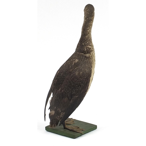 427 - Victorian taxidermy young long neck seabird raised on a wooden plinth base, 50cm high