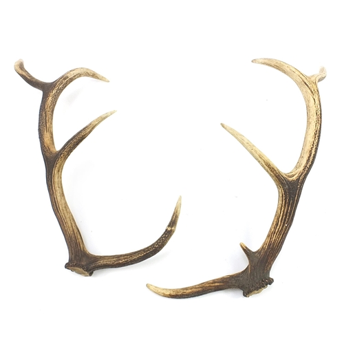 1100 - Pair of taxidermy interest antlers, 67cm in length