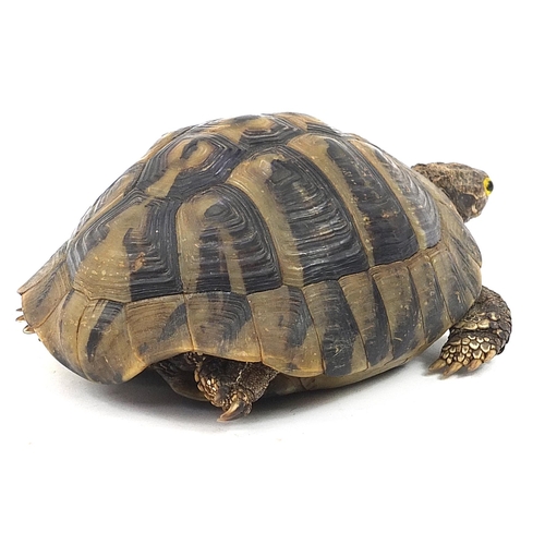 428 - Taxidermy tortoise, 18cm in length