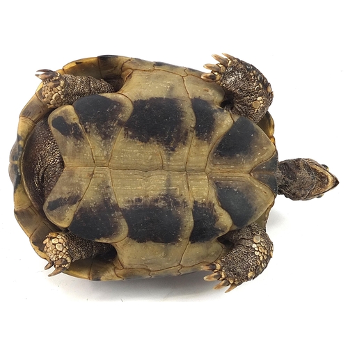 428 - Taxidermy tortoise, 18cm in length