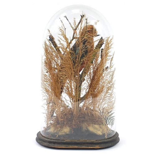 425 - Victorian taxidermy parrot housed under a glass dome with naturalistic setting, 51cm high