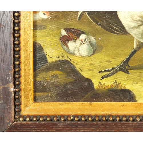 582 - Peacock, chickens and birds, Old Master style oil on board, mounted and framed, 54cm x 44cm excludin... 