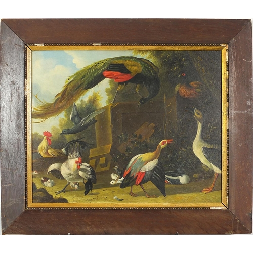 582 - Peacock, chickens and birds, Old Master style oil on board, mounted and framed, 54cm x 44cm excludin... 