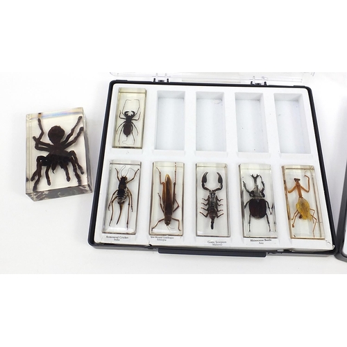 1355 - Nineteen taxidermy interest acrylic insect paperweights including giant scorpion, armoured cricket, ... 