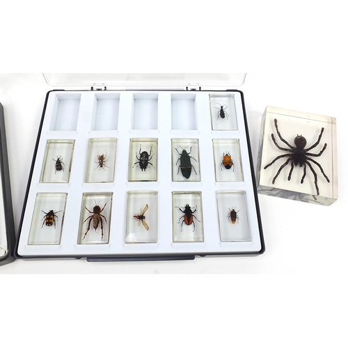 1355 - Nineteen taxidermy interest acrylic insect paperweights including giant scorpion, armoured cricket, ... 