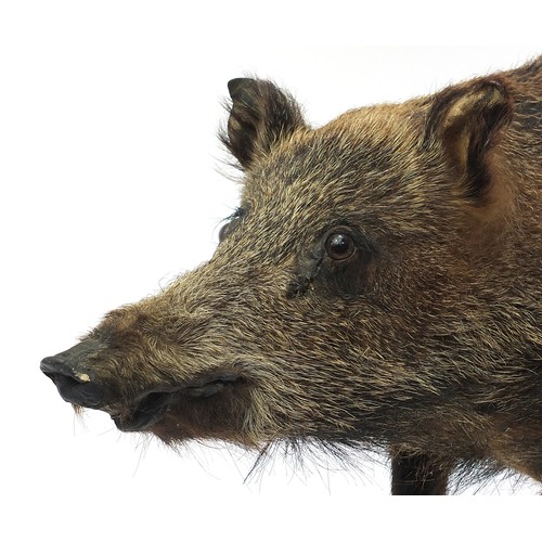 424A - Taxidermy full body standing wild boar, 110cm in length