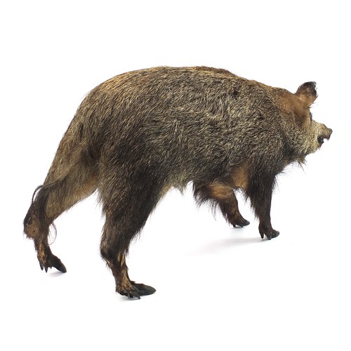 424A - Taxidermy full body standing wild boar, 110cm in length