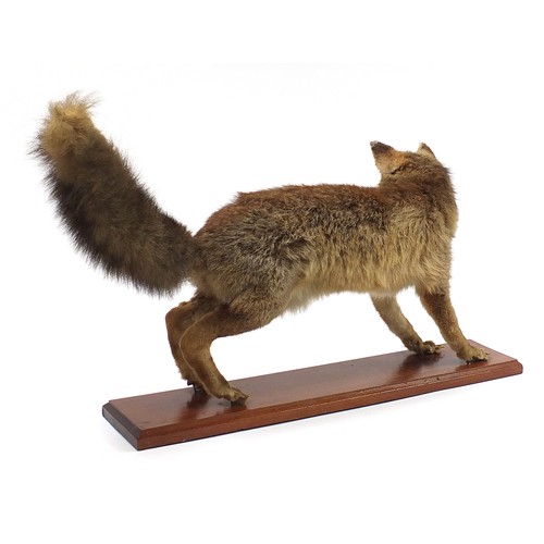 425A - Taxidermy standing fox on a wooden plinth base, 75cm in length