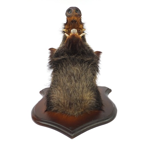 426A - Taxidermy wild boar's head mounted on a mahogany shield back, 65cm high x 48cm wide, 52cm from nose ... 