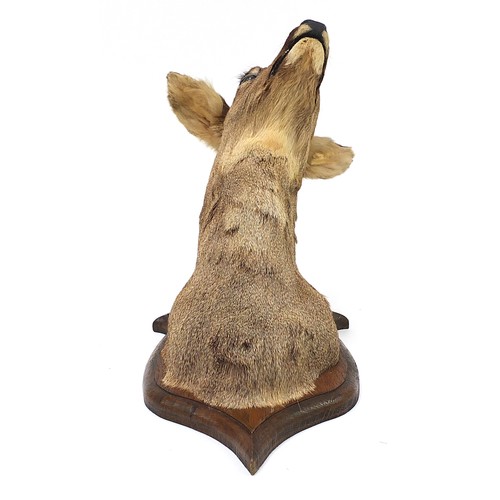 427A - Taxidermy deer's head mounted on a oak back, 55cm high