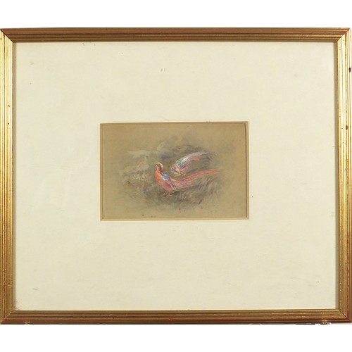 1002 - James Stinton - Two pheasants, heightened watercolour, mounted, framed and glazed, 17.5cm x 11.5cm e... 