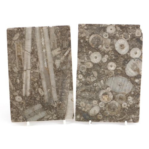 391 - Two fossilised tiles removed from Heathrow Terminal One, the largest 16cm x 10.5cm