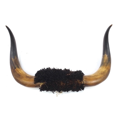 1258 - Large pair of taxidermy interest buffalo horns, 80cm in length