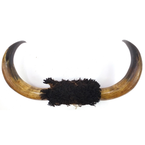 1258 - Large pair of taxidermy interest buffalo horns, 80cm in length