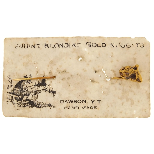 2077 - Unmarked gold nugget stickpin mounted on a Dawson Y.T card, 6.5cm high, 2.5g